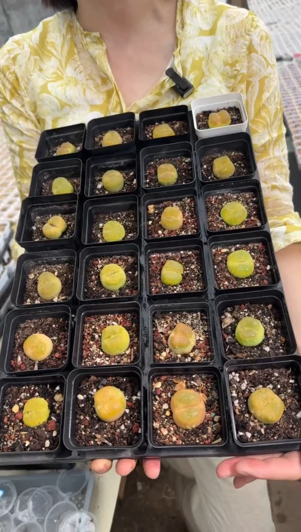 13-23多肉植物1810.1黄蟠一颗