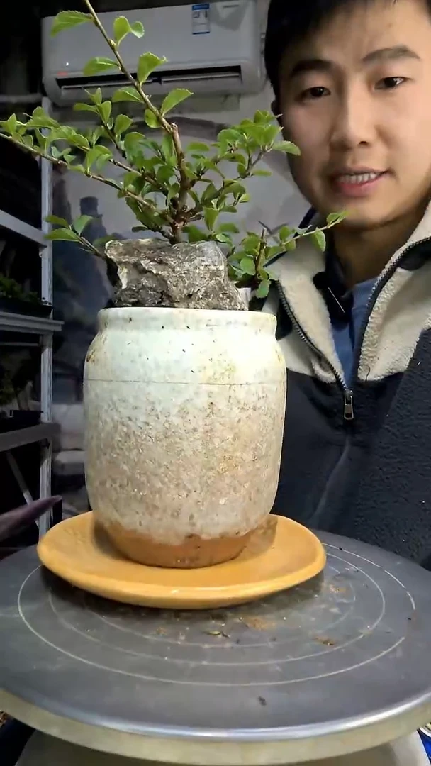 无**作中青园艺一物一拍195