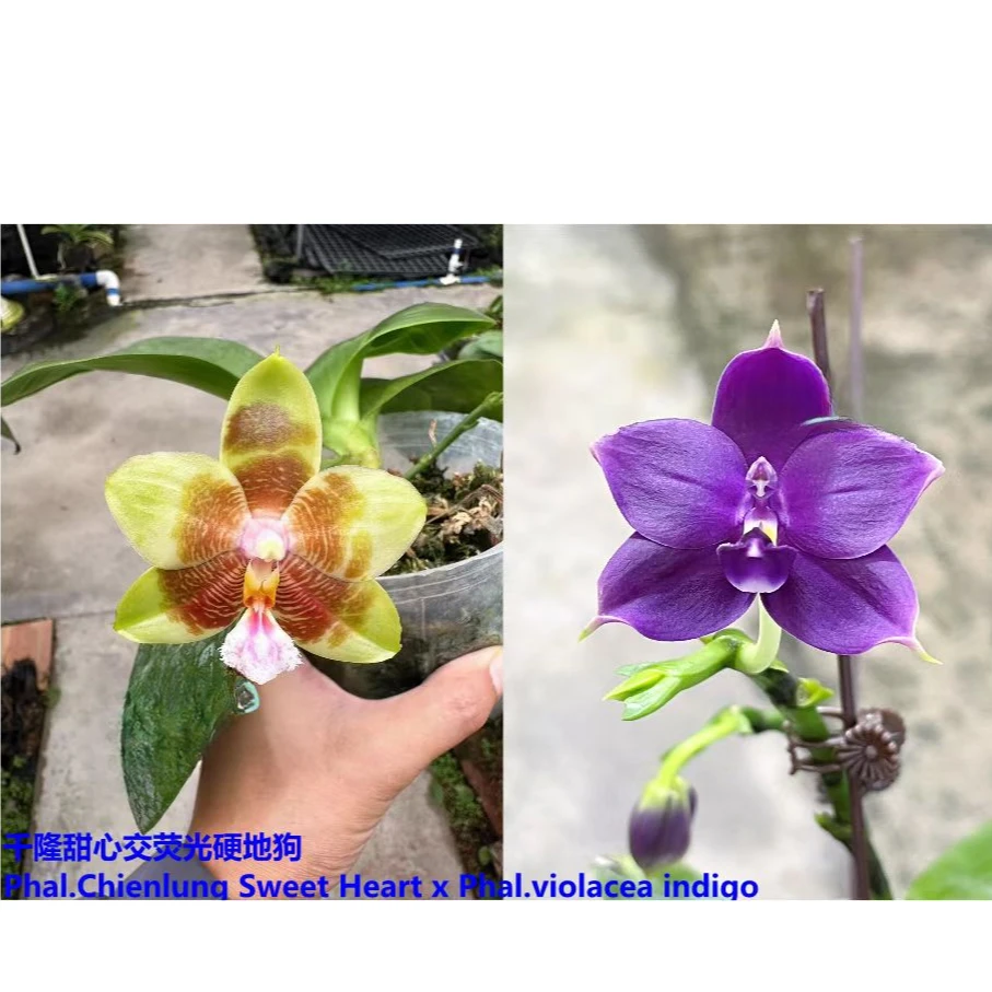 1.7寸 LCH007芊隆甜心交印地狗-苗 少根叶瑕 原生趣味蝴蝶兰