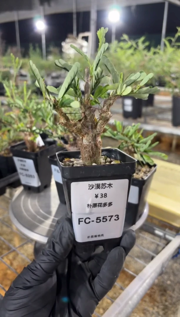 H*?沙漠苏木FC-5573