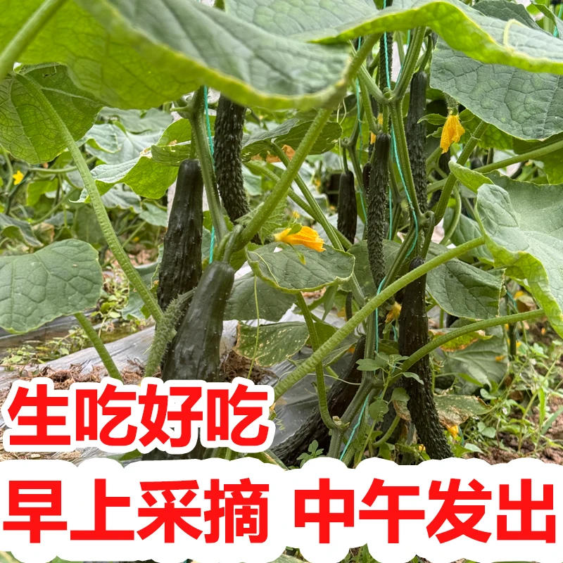 【现摘现发】新鲜黄瓜一整箱绿瓤生吃蔬菜旱黄瓜新鲜河南老品种黄瓜