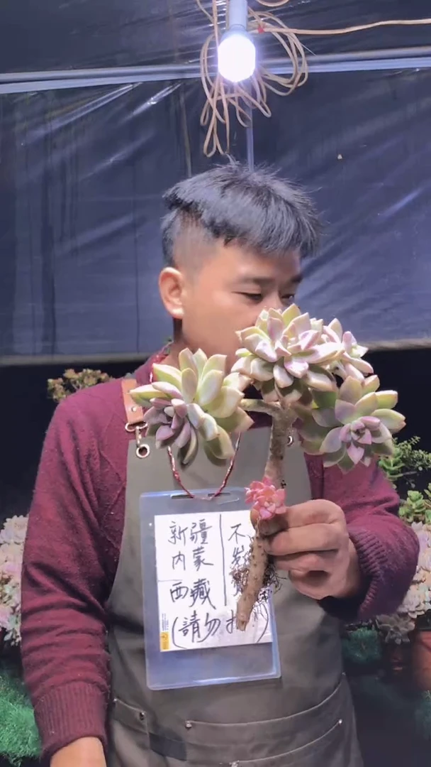 134淡雪缀化一物一拍