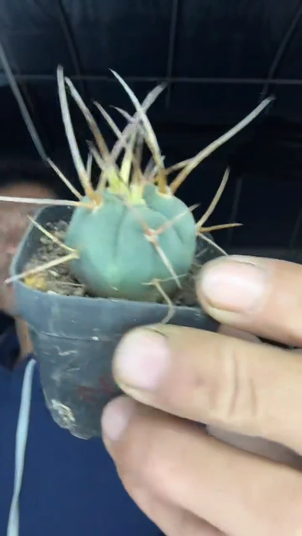 实生光琳玉25.99