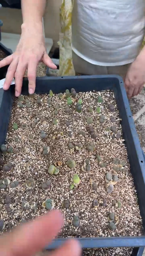 10-411多肉植物肉锥