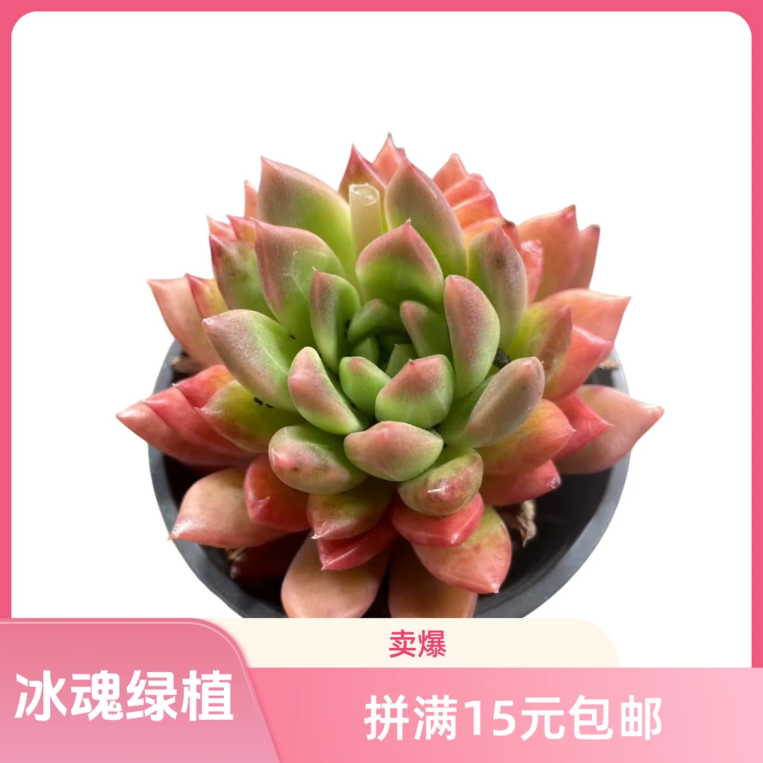 冰魂 满15元包邮星花怒放阳台露台办公室绿植植物