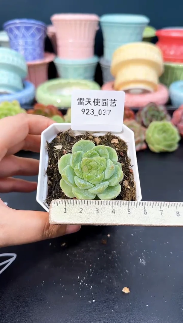 923-037舒月（冠幅4.5cm）