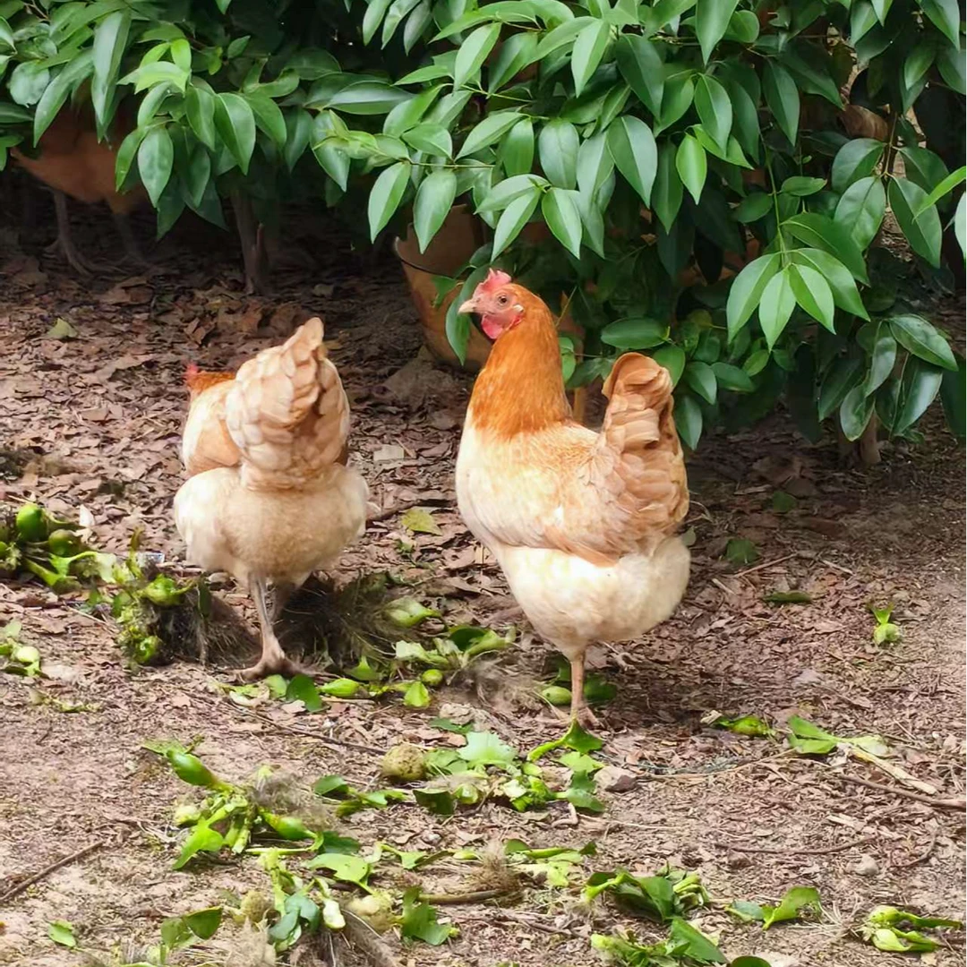 白山散养1年土母鸡1只