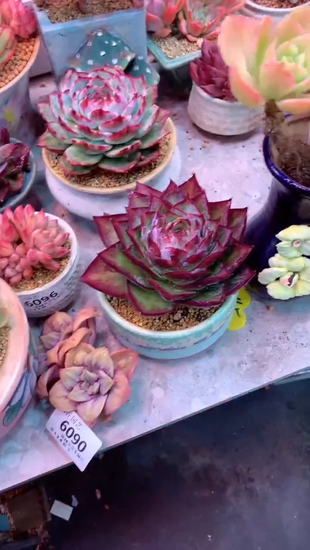 d****m6088 模特区 惊鸿仙子