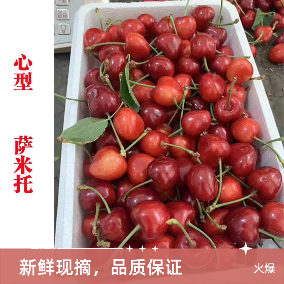 顺丰空运【5斤大果】大连陆地头茬樱桃萨米托心型J大果 坏果包赔 酸甜爆汁 产地现摘现发5斤和3斤装萨米脱樱桃