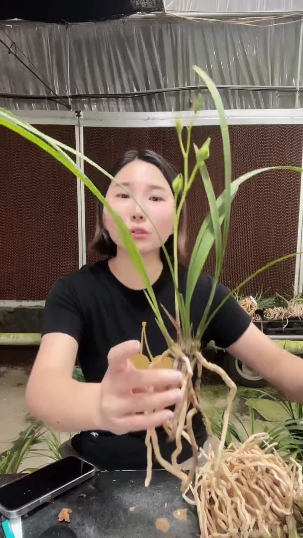 大部分开放少量花苞兰陵牡丹012  9890