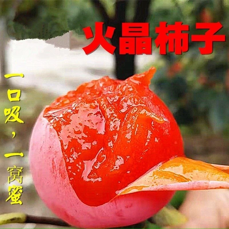 火晶柿子树苗嫁接当年结果盆栽地载 十月成熟 南方北方种植 软甜