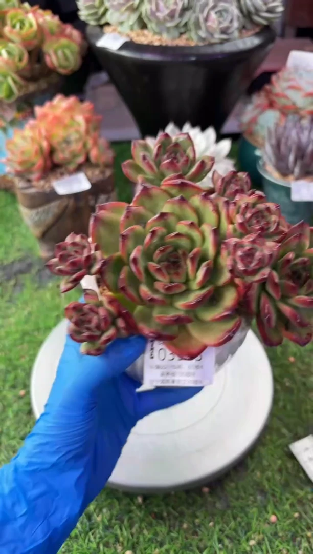 昆明印象多肉03975