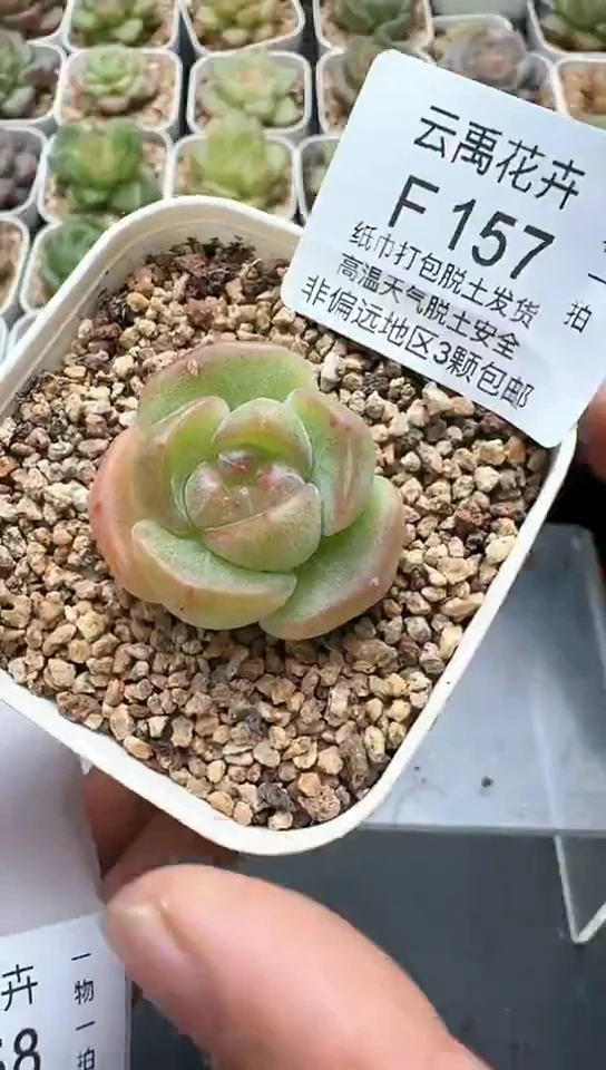 157F云禹多肉植物 默认脱土纸巾打包 3颗包邮