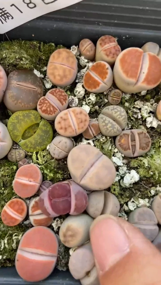 【闪购商品】8097特价十方混合有瑕疵发货一盒