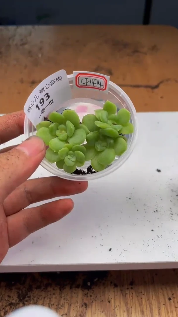 193多肉植物多肉植物