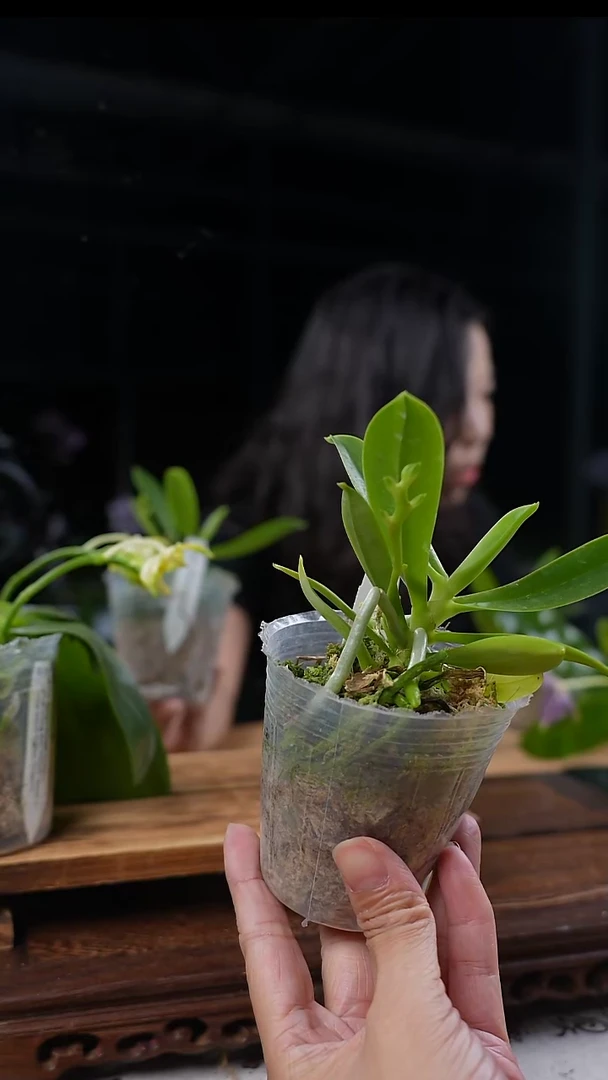大部分花苞少量开放黄鹿角