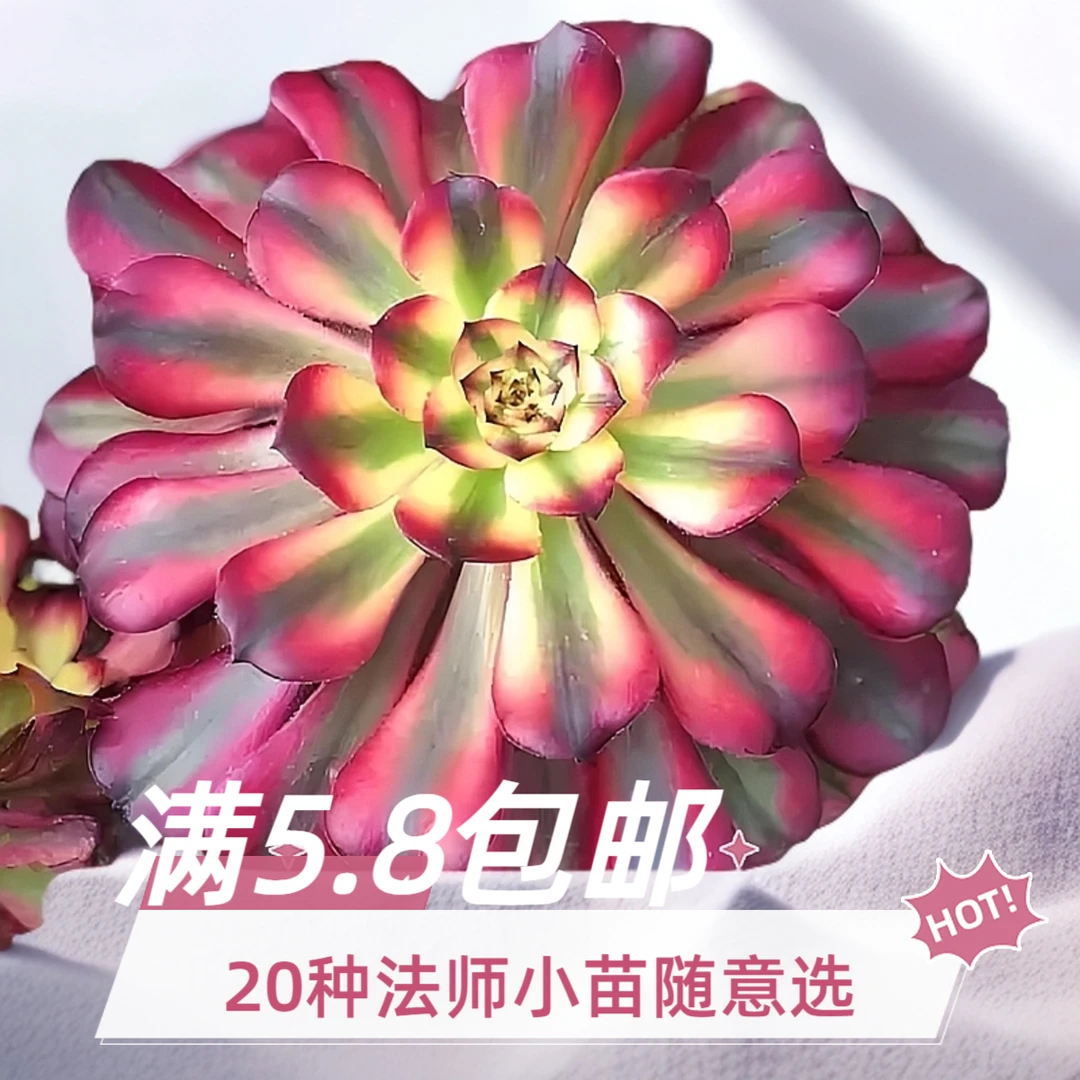 满5.8包邮20种多肉法师小苗随意挑组合盆栽室内绿植好养无需多浇