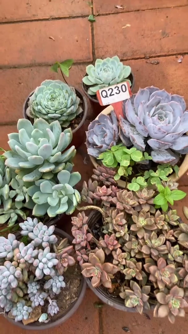 Q230多肉组合默认脱土发货