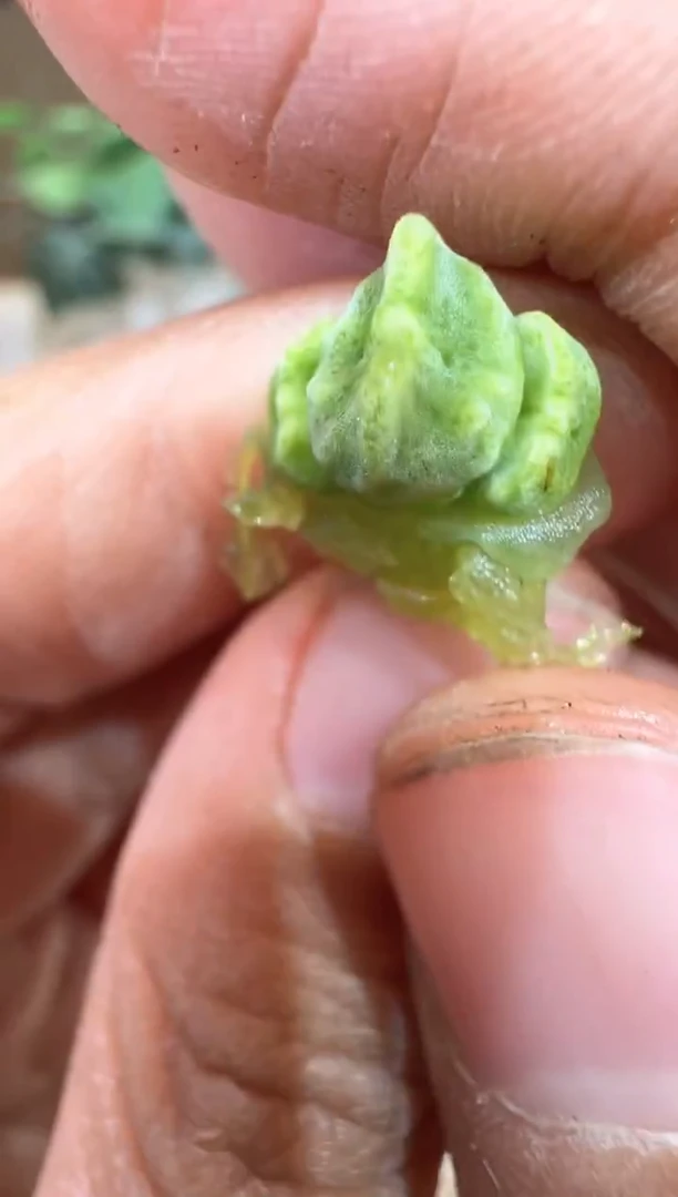 29-374多肉植物肉锥