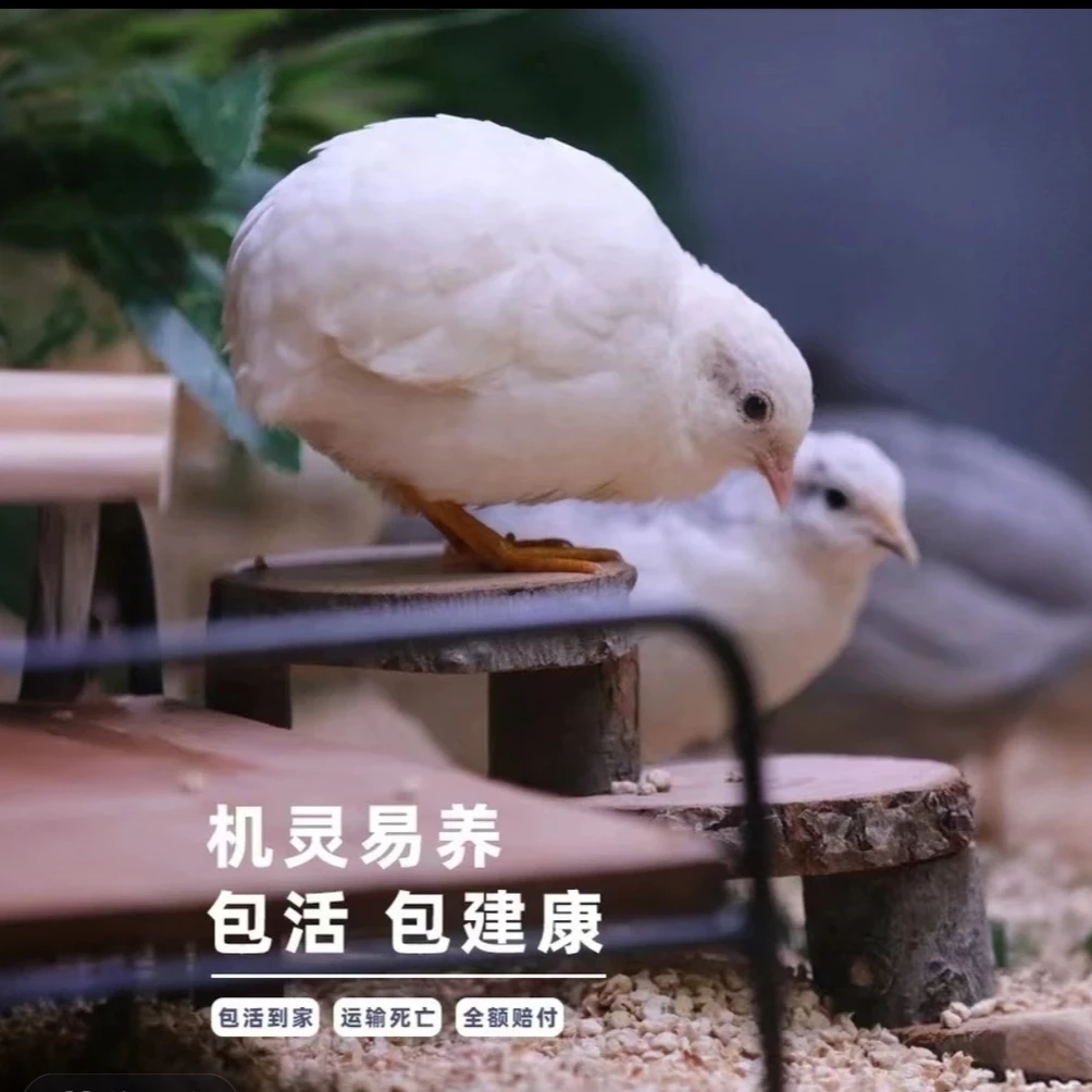 青年芦丁鸡活体宠物鸡全色系列可产蛋阳台可养