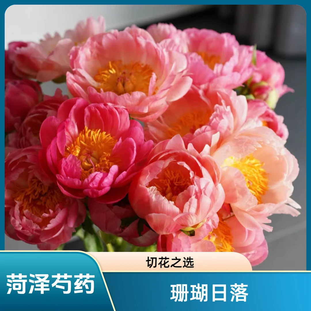 菏泽芍药【珊瑚日落AAAA级】重瓣芍药鲜切花