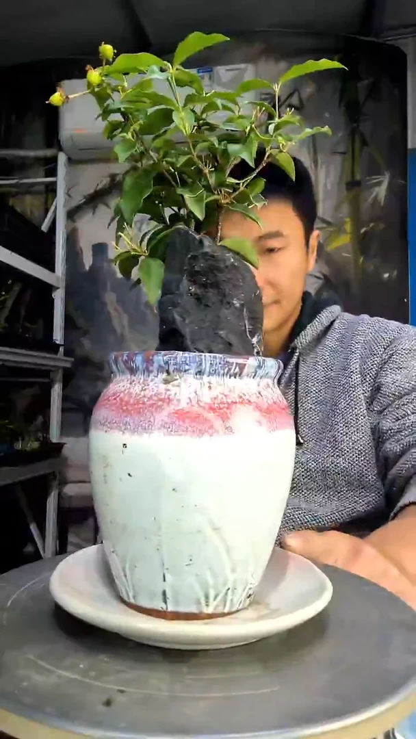 海****园中青园艺一物一拍170