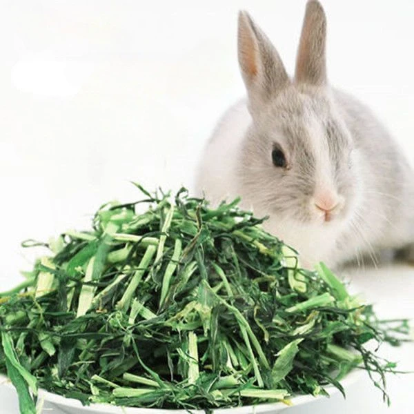 大麦草段烘干兔子龙猫金丝熊专用干草饲料