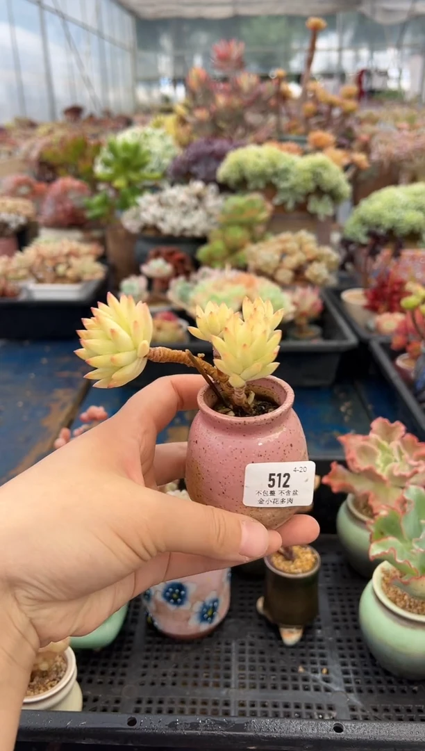 512        不带盆