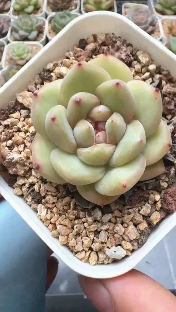 239D云禹多肉植物 带盆土纸巾打包 3颗包邮