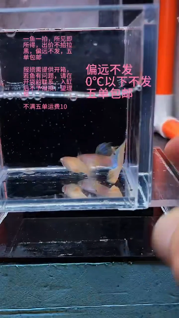 孔雀鱼孔雀鱼 07