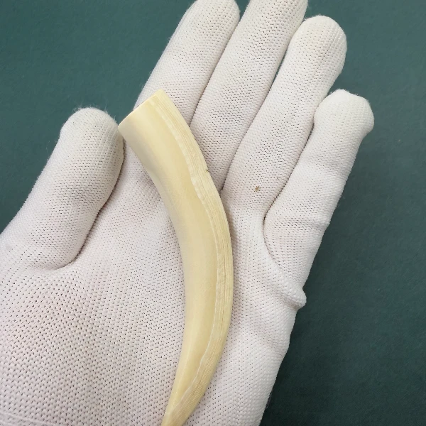 E6199天然猛犸牙牙尖支持鉴定 假一罚四