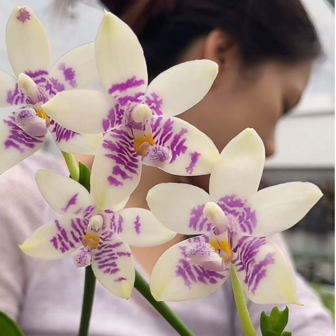 2.5寸 KM3288 蓝孔雀交蓝路帝-开花株 原生趣味兰蝴蝶兰