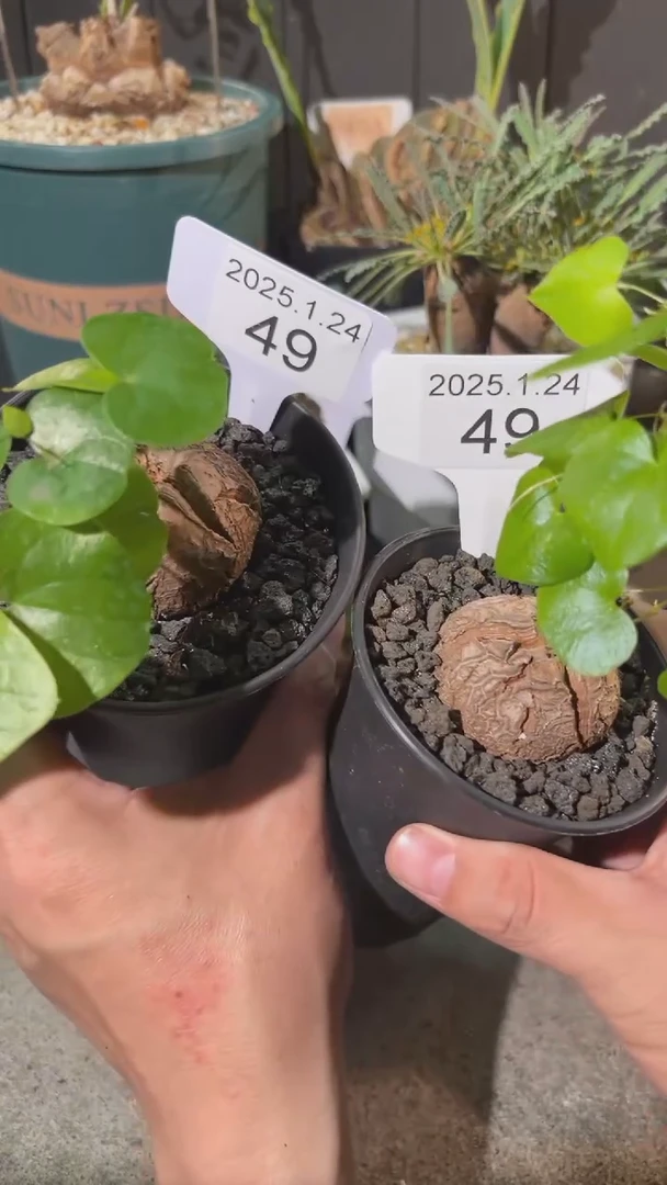 【闪购商品】南非龟甲龙1.24.49