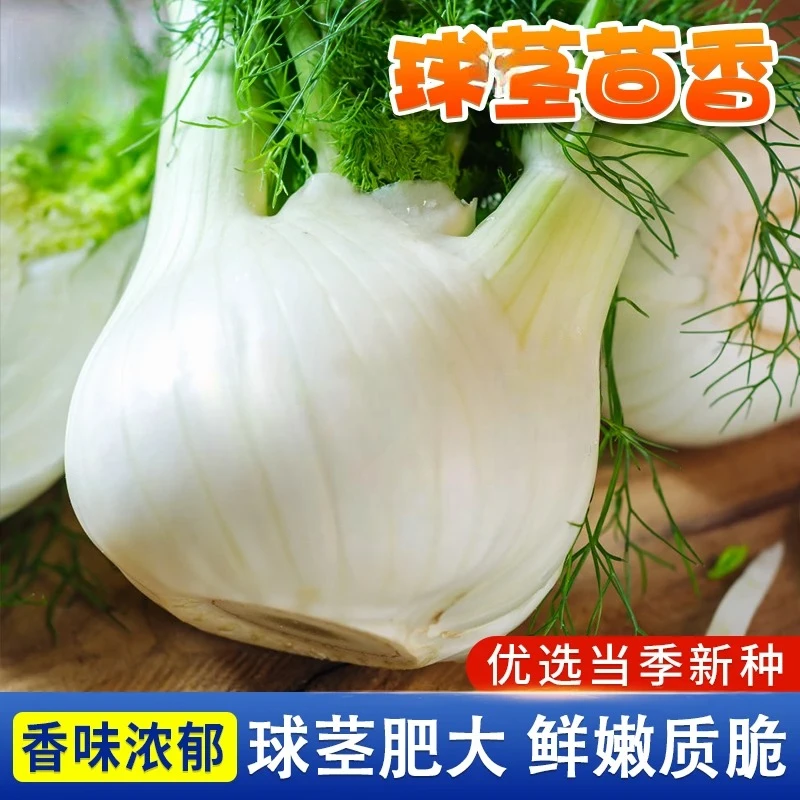 【球茎茴香种子】蔬菜香料种子阳台庭院盆栽小茴香菜四季球型带根菜