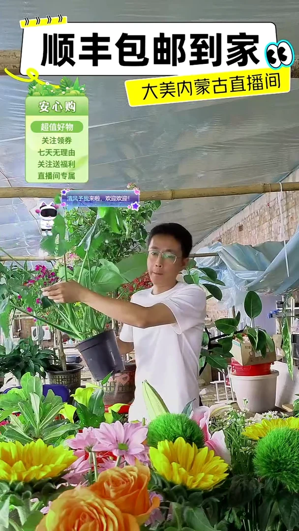 完全开放土培龟背