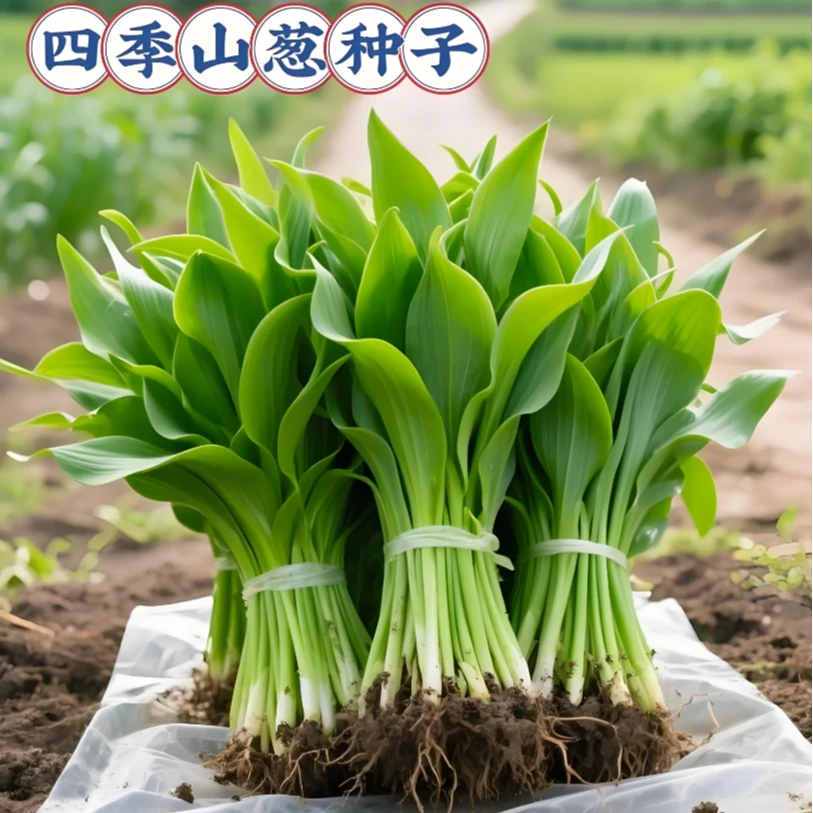 【山葱种子】四季高产抗寒阳台花园小院盆栽地栽