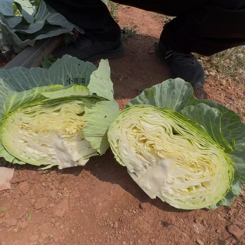云南露天现摘手撕扁平包菜新鲜直达不等待坏单包赔无忧购