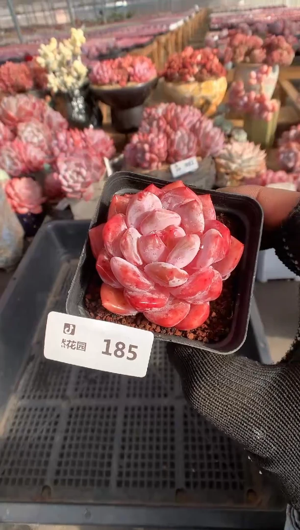 185雪天使一物一拍888