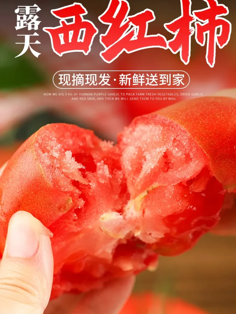 攀枝花番茄沙瓤西红柿