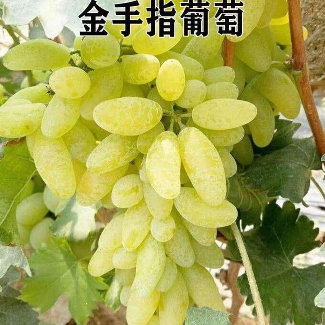 正宗大泽山金手指奶香味现摘现发次日达山东省