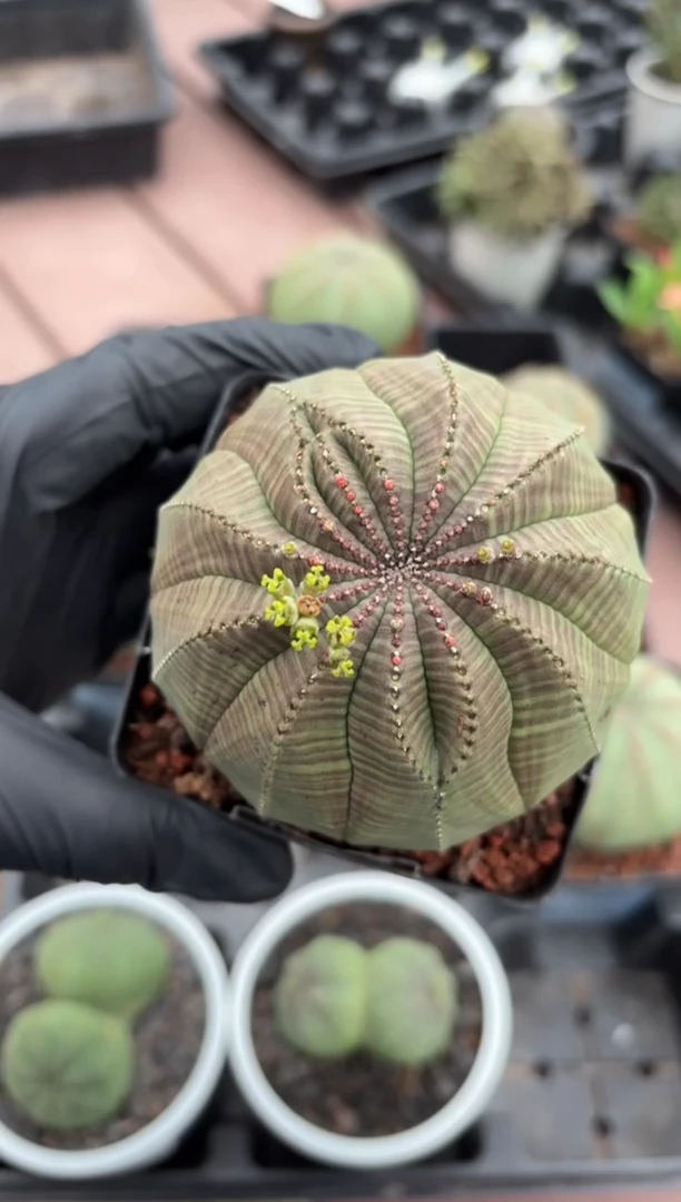 布纹球大戟FC-9050