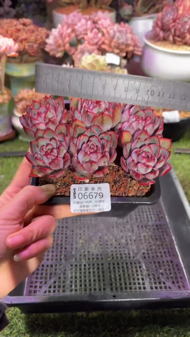 【闪购商品】06679