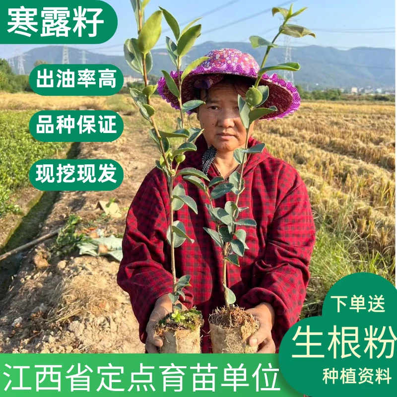 寒露籽50棵25-65cm容器杯苗油茶苗优质根系发达苗木出油高嫁接苗