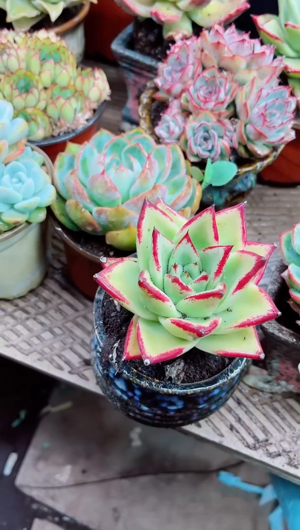 人**梦04054多肉植物一物一拍