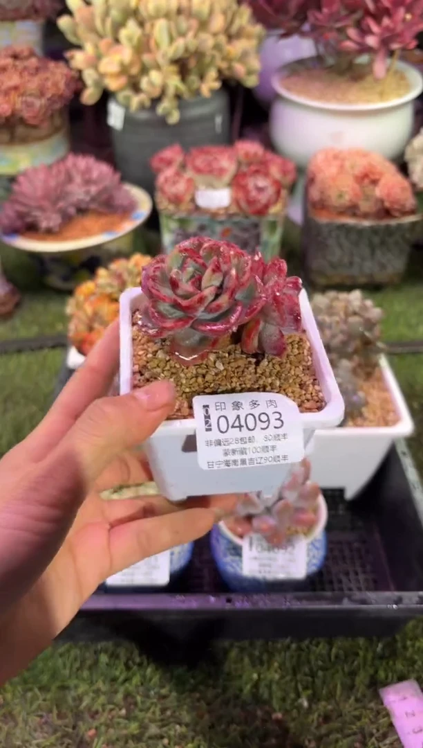 【闪购商品】04093