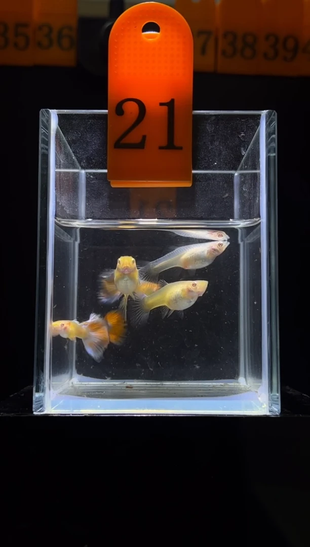 孔雀鱼蓝白跑红体编号21