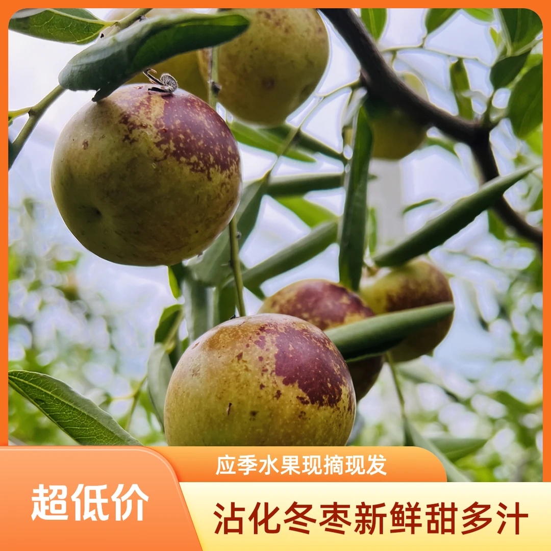 正宗沾化冬枣新鲜脆甜多汁应季水果现摘现发