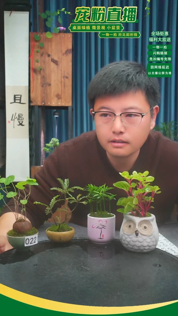 无花朵雨*苔藓微景观022号