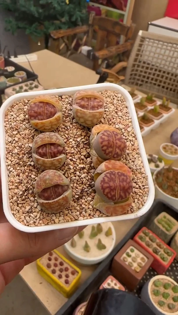 【闪购商品】22-50雀卵一颗