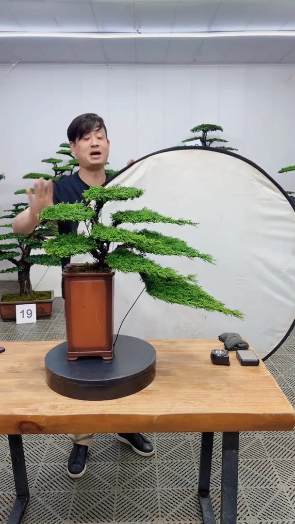 无花朵造型盆景一物一拍